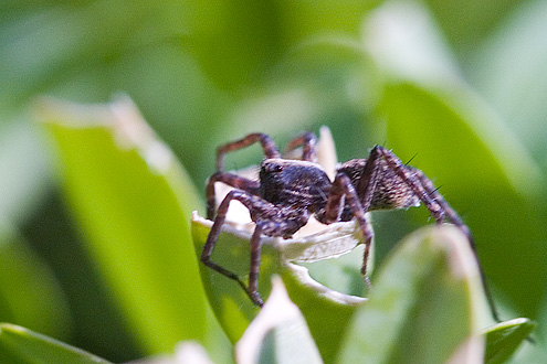 Spider