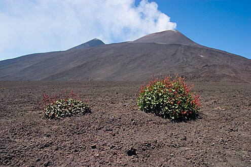Vulkanen Etna, Sicilien, 27. juli 2007