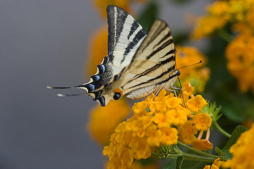 Sommerfugle så vi alle vegne på Sicilien. Dette er en Sydeuropæisk Svalehale (Iphiclides Podalirius). Juli 2007