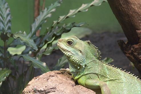 Uge 17 - Grøn vandagame (Physignatus concincinus) i Zoo