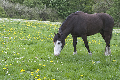 Hest ved Ermelunden.