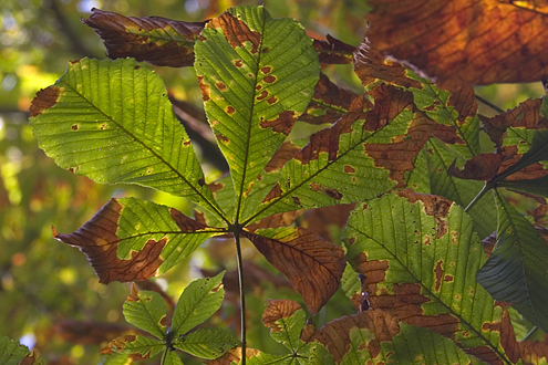 Autumn leaves