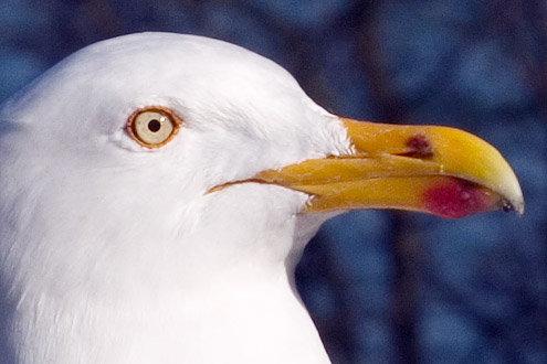 Seagull