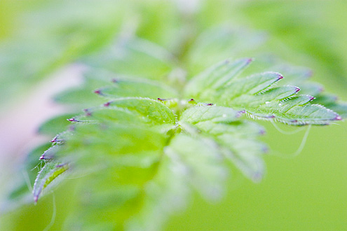 Leaf, Saltholm, Denmark