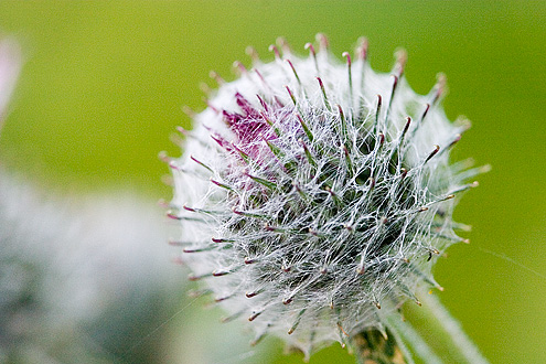 Liden burre (Arctium minus Bernh.) indhyldet i spindelvæv