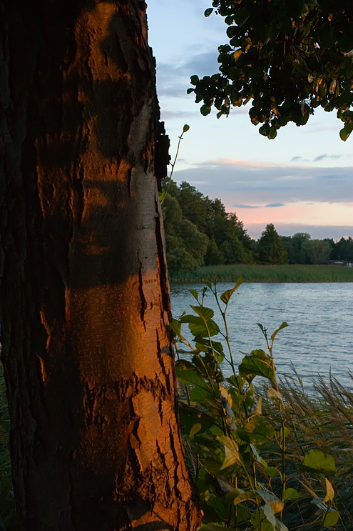 Solnedgangslys ved Lyngby Sø