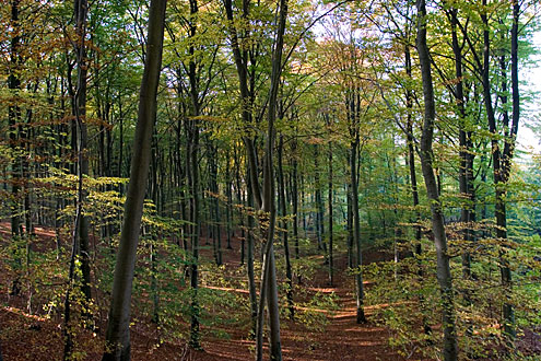 Kirkeskoven, Søllerød Naturpark