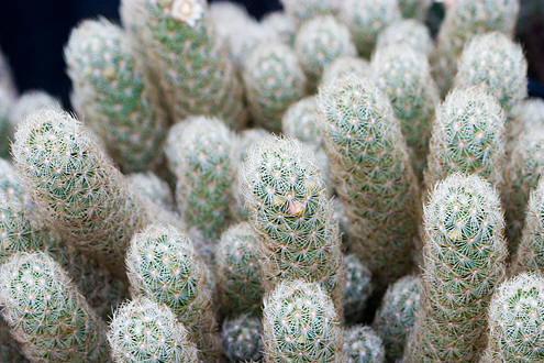Guldstjerne Kaktus (Mammillaria elongata)