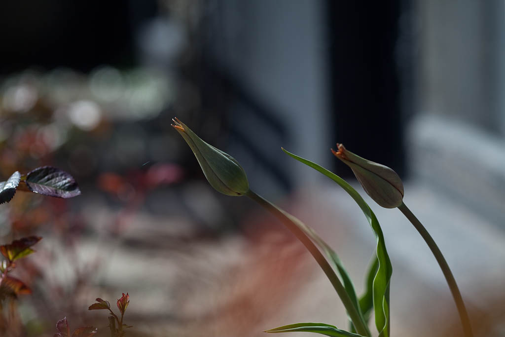 Tulipaner i foråret