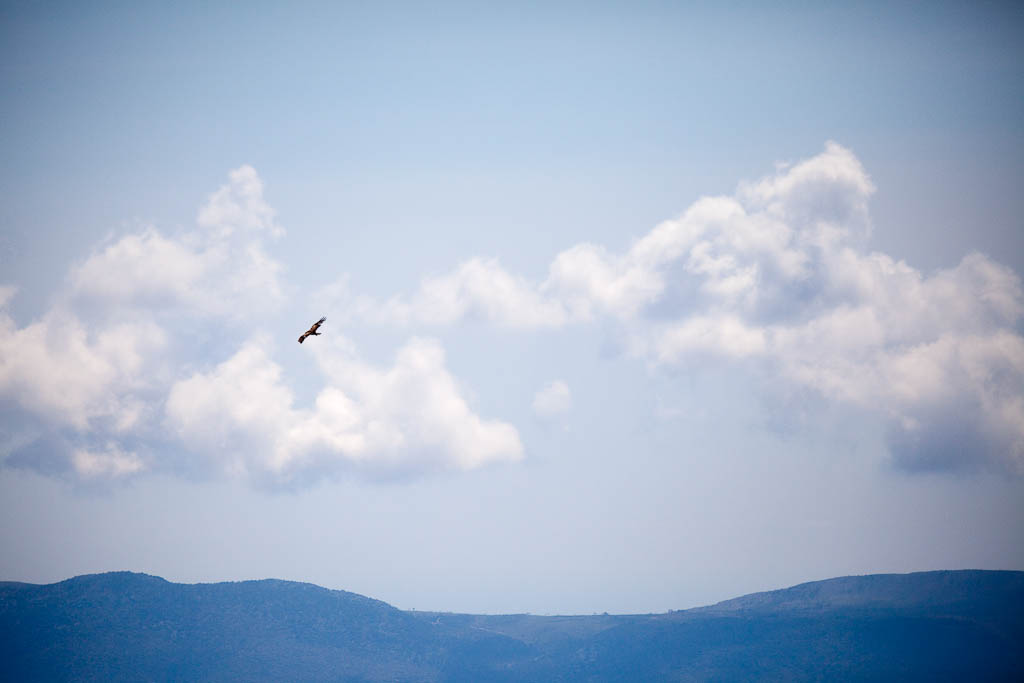 Fugl i blå skyer, Kroatien