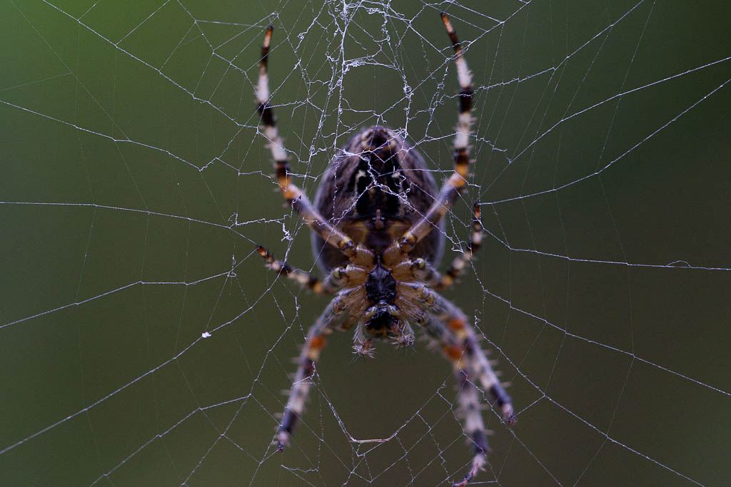 Edderkop i sit spind, Jægersborg dyrehave